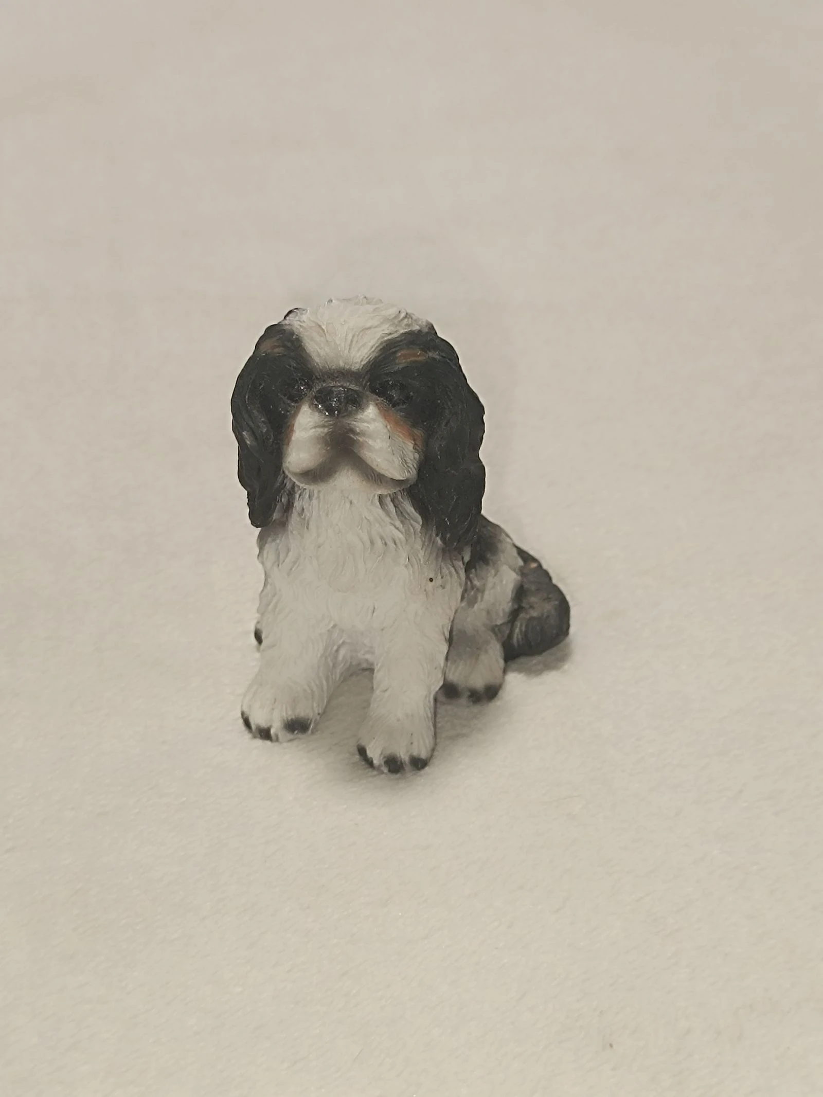 Miniature chien 🐶 Cavalier king charles 🤎